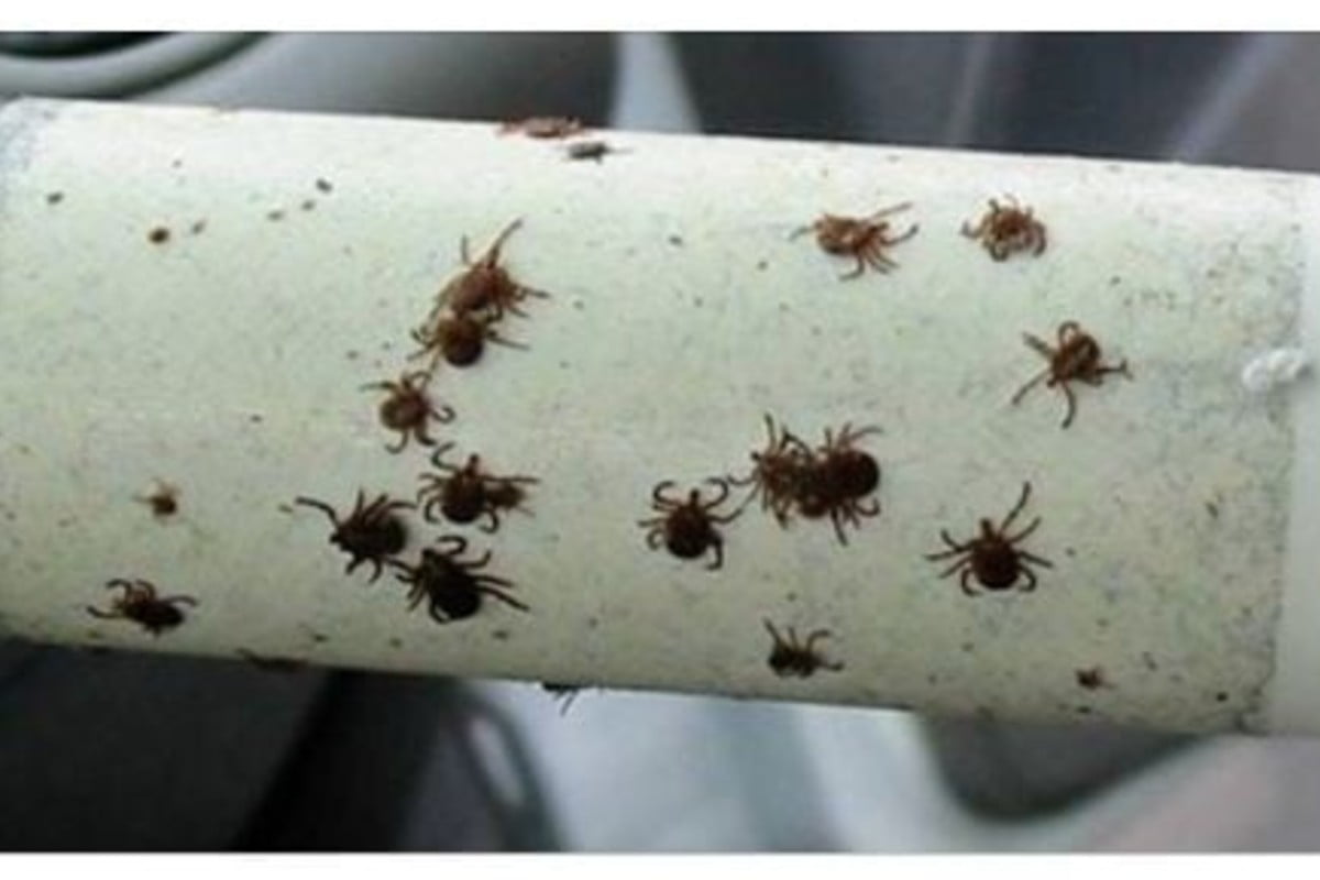 lestate sta arrivando ecco come zecche