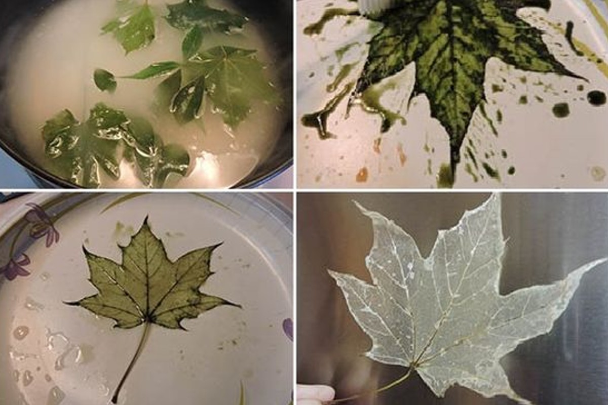 ecco come scheletrizzare le foglie foglie scheletro