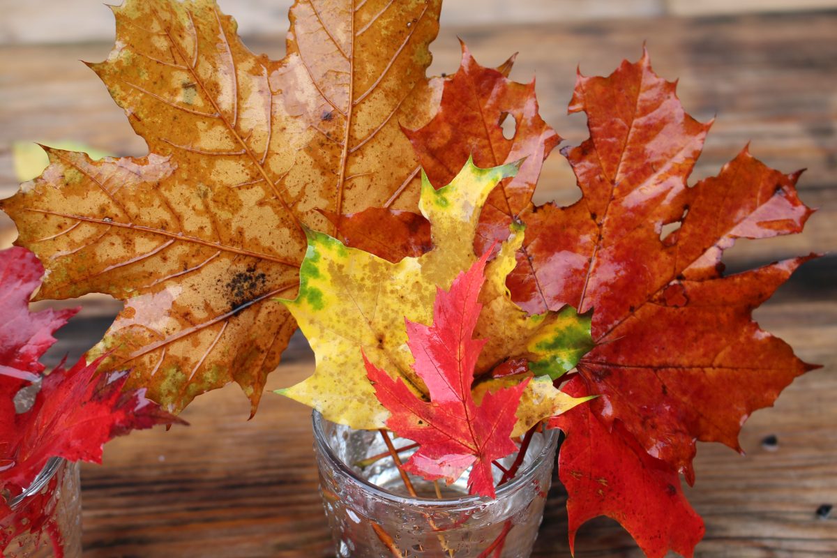 ecco cosa possiamo realizzare con AdobeStock 295684295