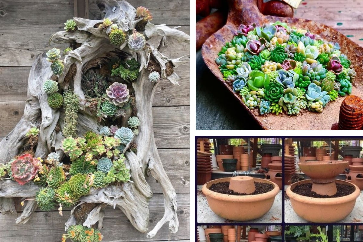 20 idee per creare degli angolo con piante grasse