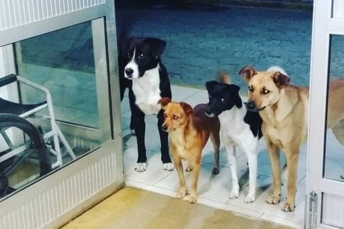 i cagnolini di cesar