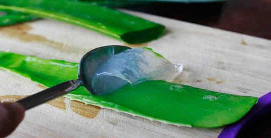 15 usi dell'aloe vera