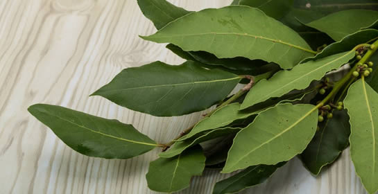 foglie di alloro curative