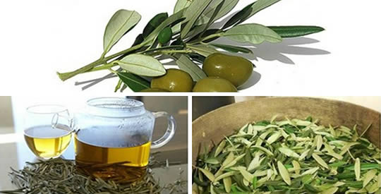 infuso di foglie di olivo