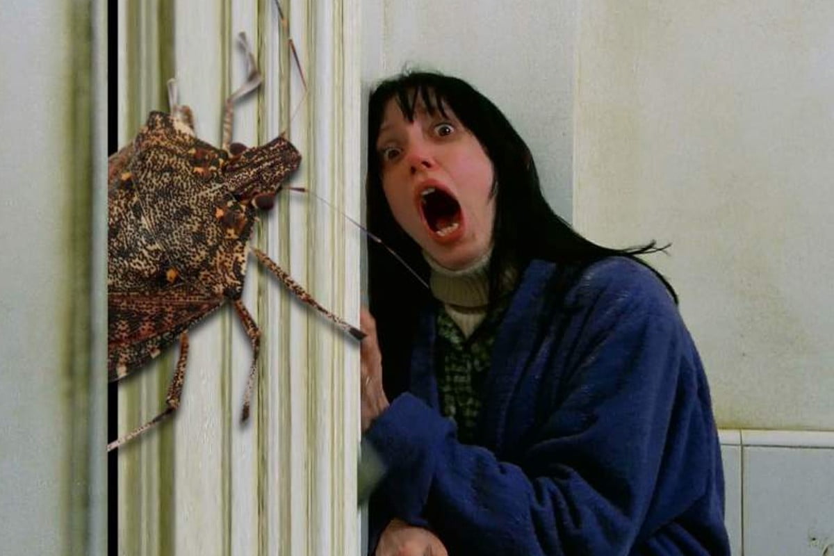 le cimici non sopportano questi cimici