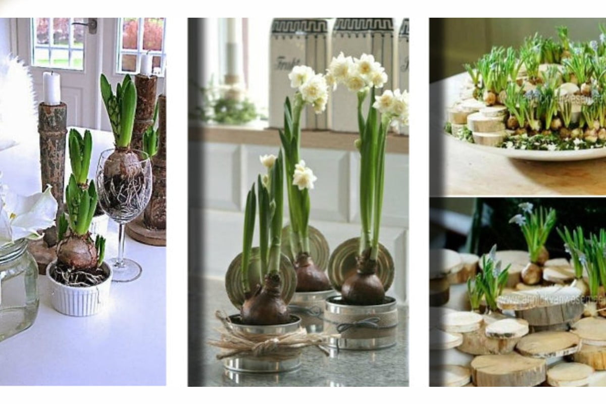 bulbi in fiore ecco 20 bulbi in fiore