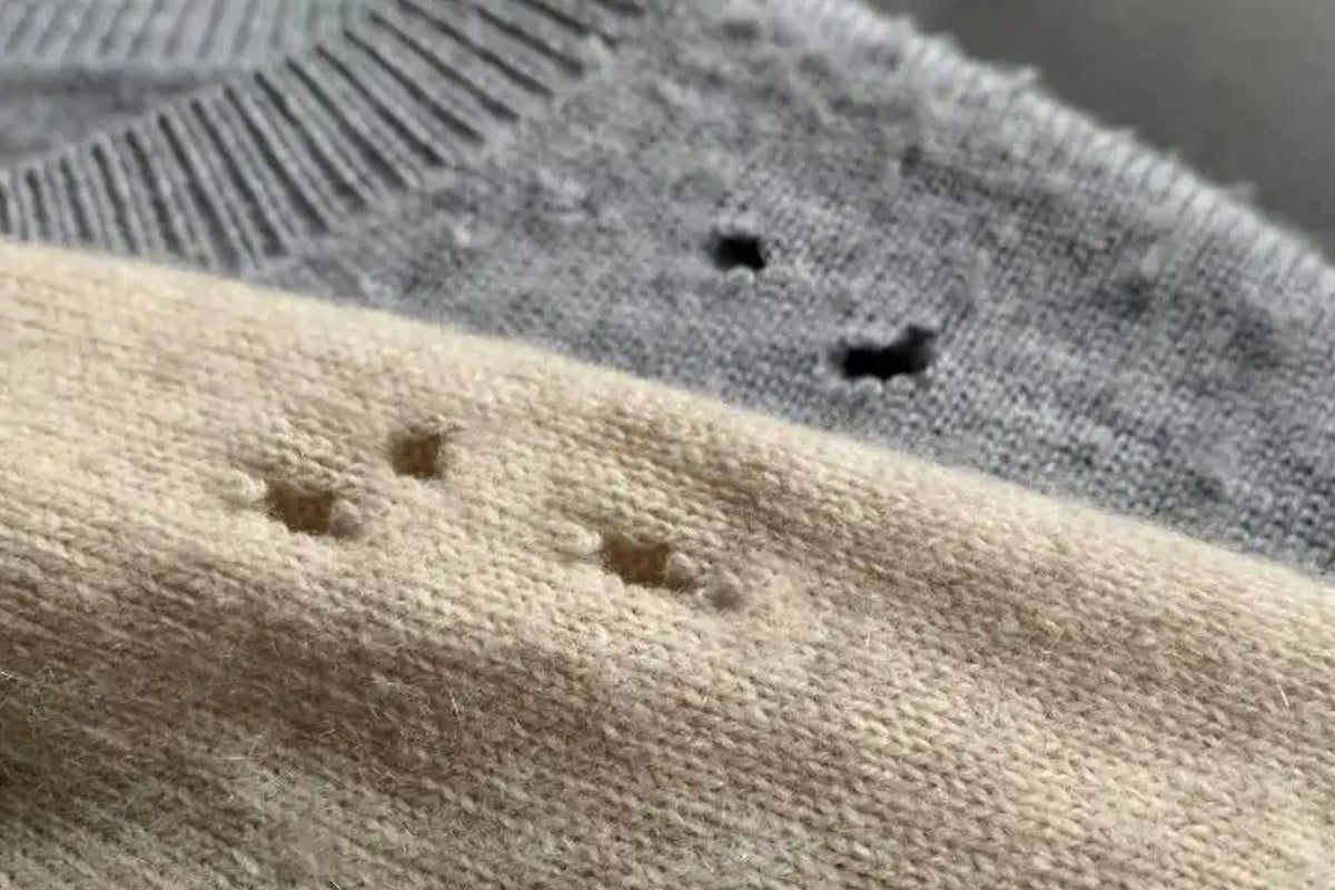 come sbarazzarti delle tarme in tarme 2