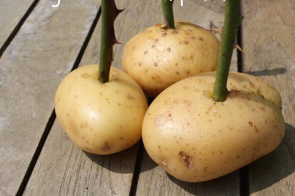 riprodurre le rose ecco come riprodurre le rose