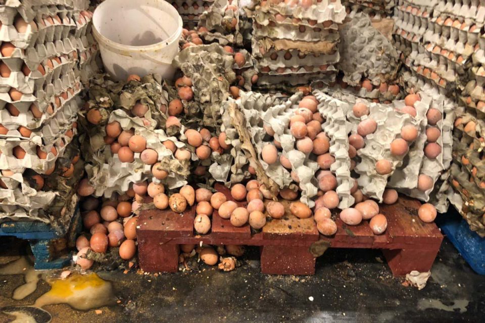 uova marce dalla bassa Austria