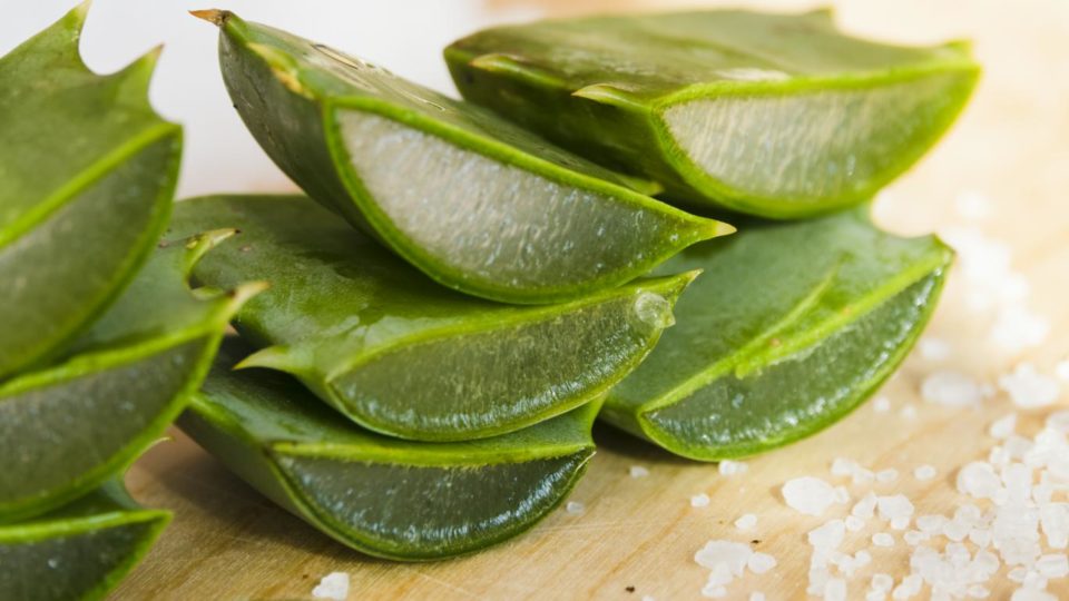 aloe vera