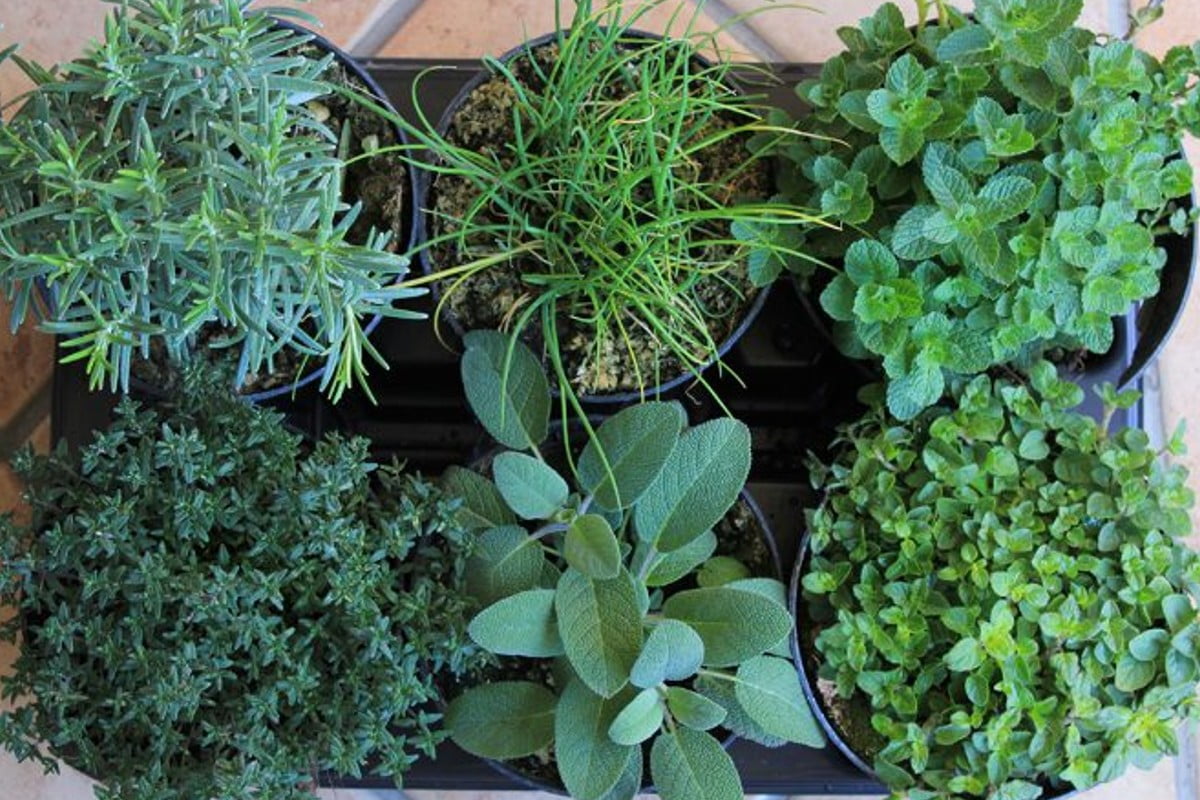 piante aromatiche ecco quali sono piante aromatiche