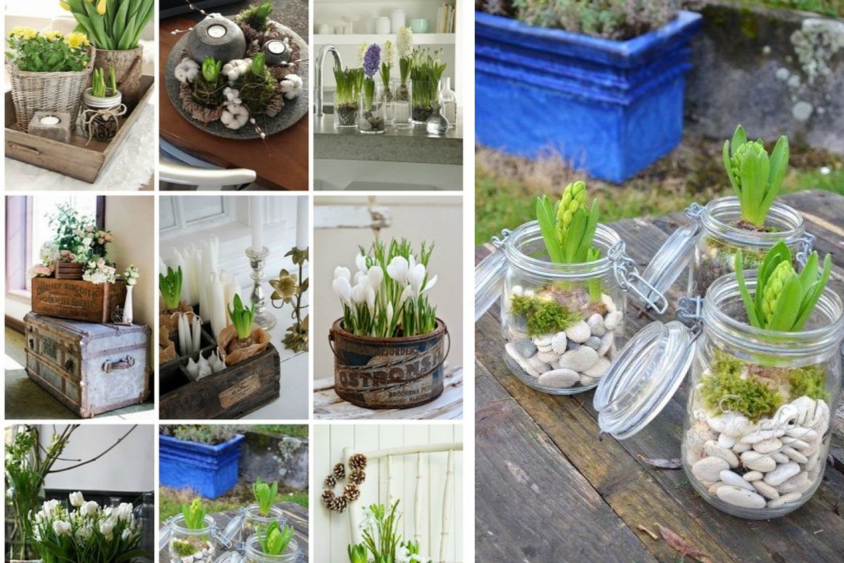 bulbi di primavera tantissime idee bulbi in primavera