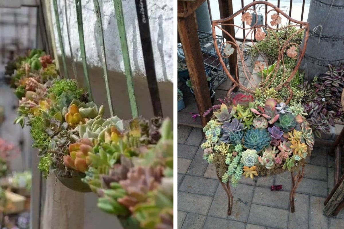 piantine grasse che passione tantissime piante grasse 4