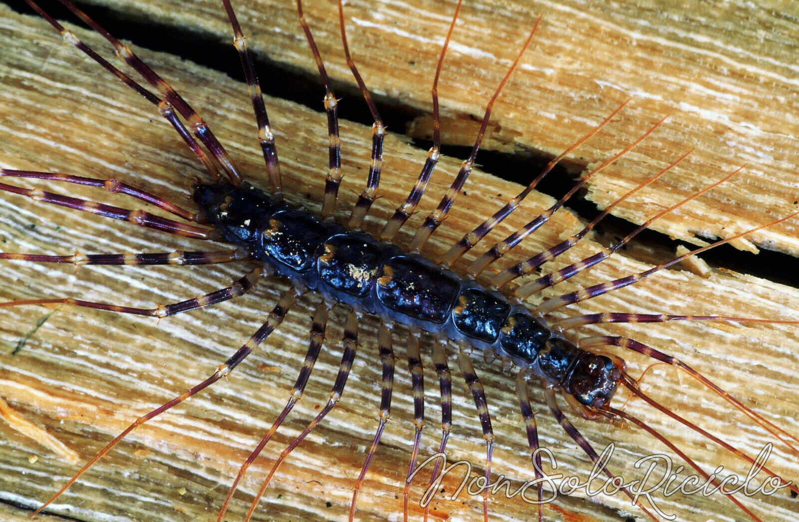 Scutigera. Long-legged Centipede. Arunachal Pradesh, India.