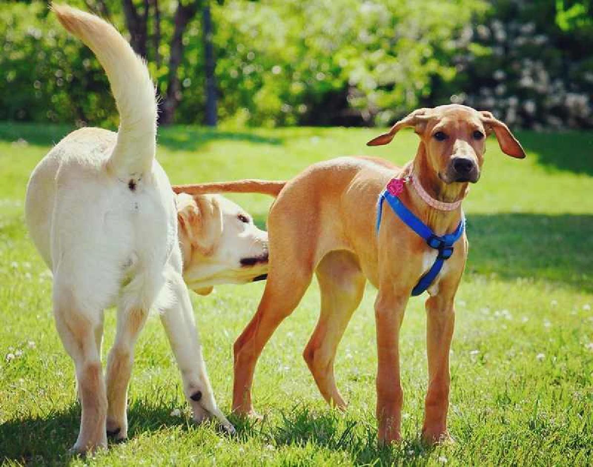 perchè i cani si annusano il sedere