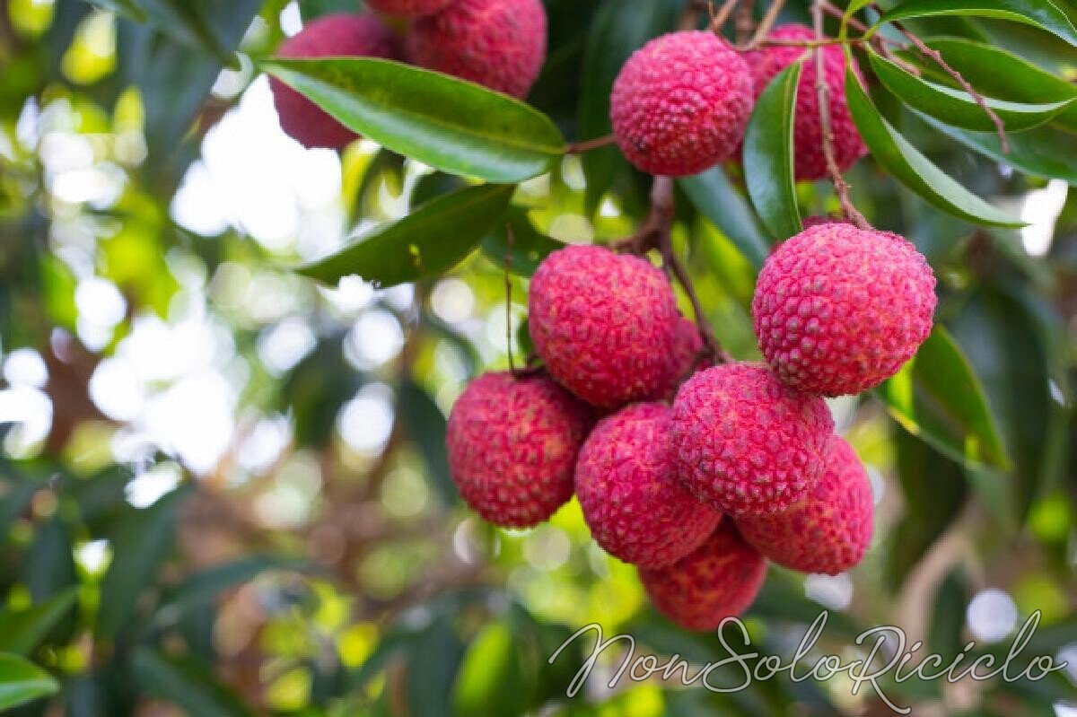 scpri il litchi, il super-alimento