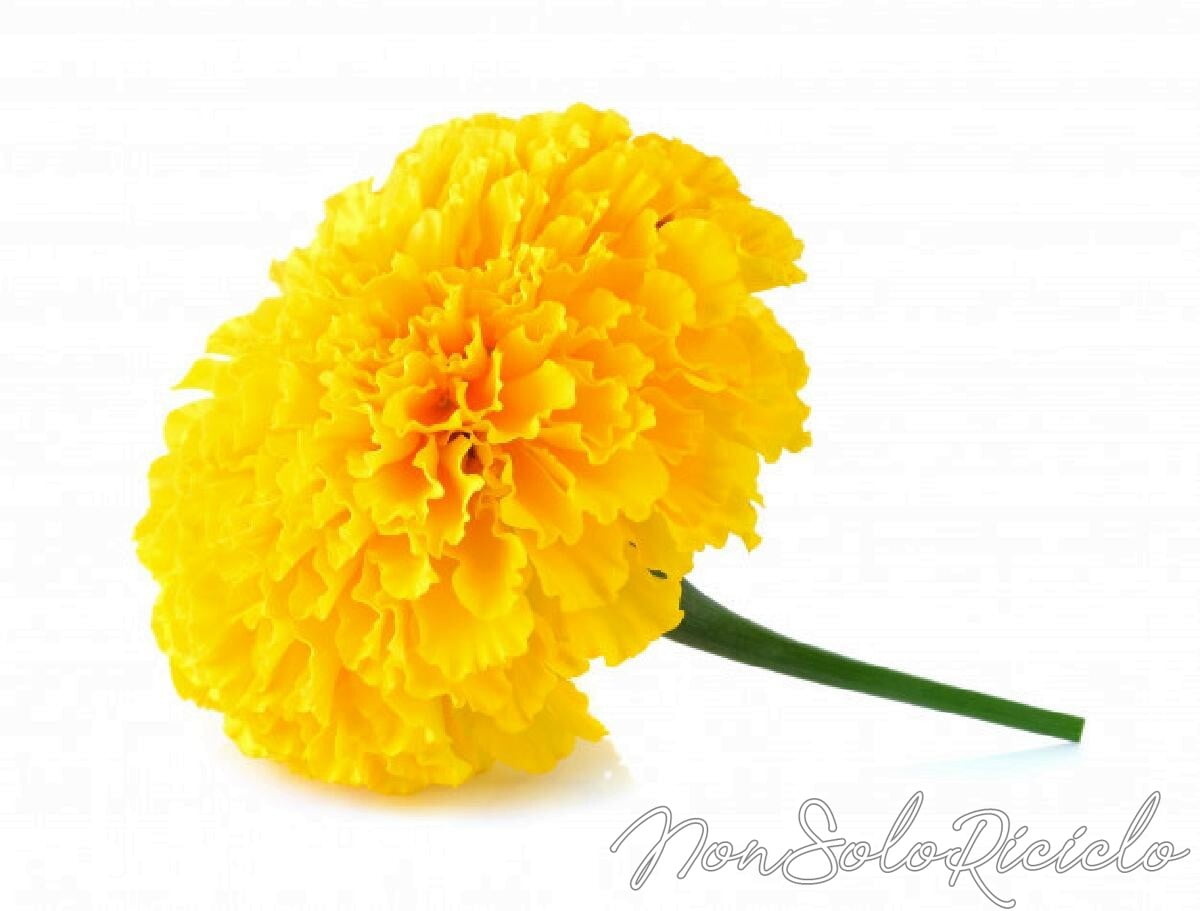 gli usi della calendula