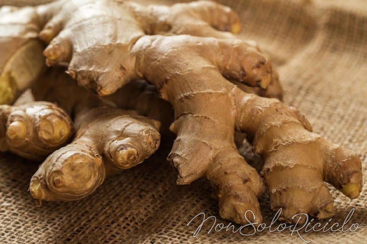 coltivare lo zenzero