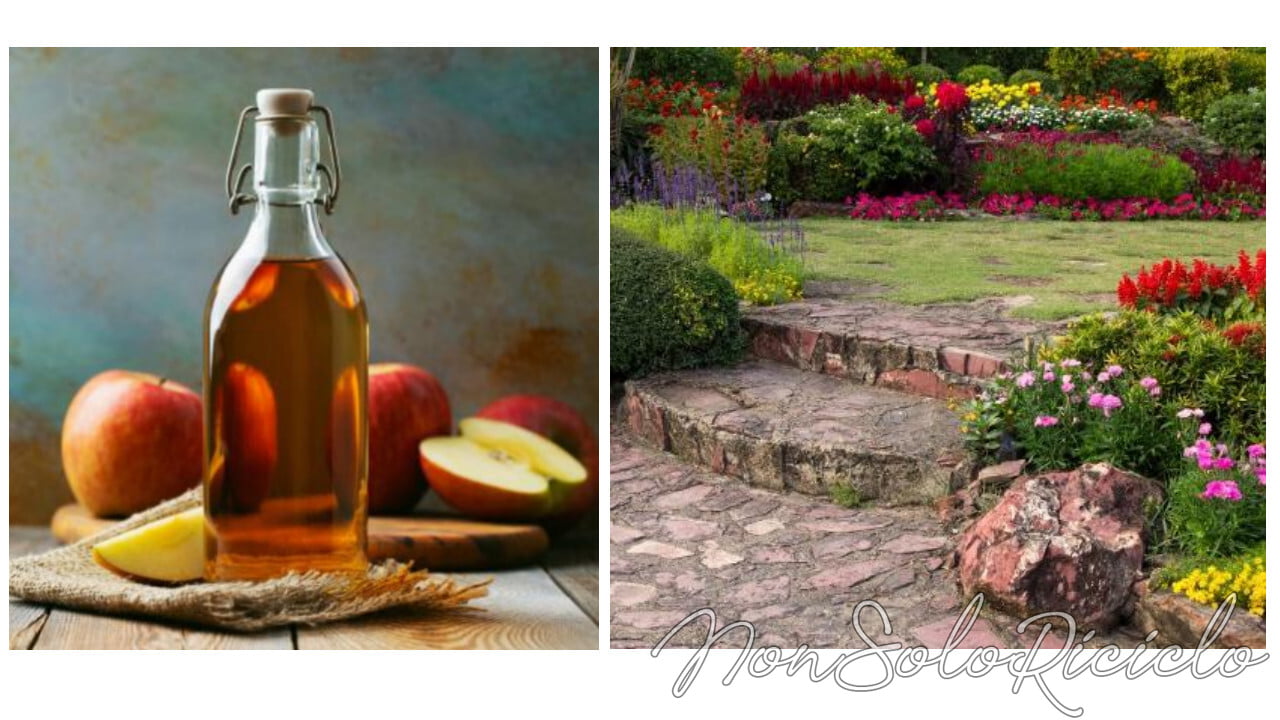 aceto di mele in giardino