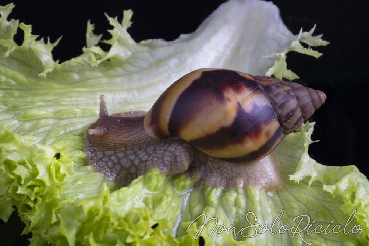 lumache come tenerle lontane dal giardino