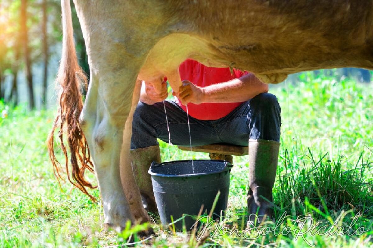 il latte vaccino