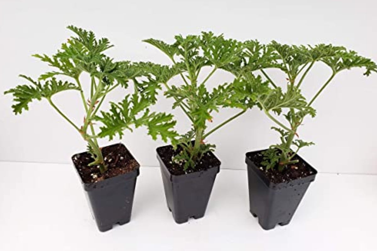 7 piante da tenere in piante antizanzare eccone 8 efficaci piante antizanzare