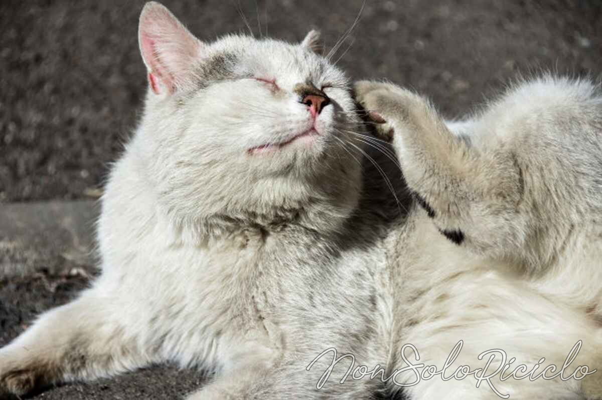 repellenti naturali per le pulci del gatto