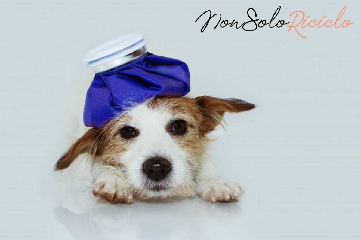 la borsa del ghiaccio