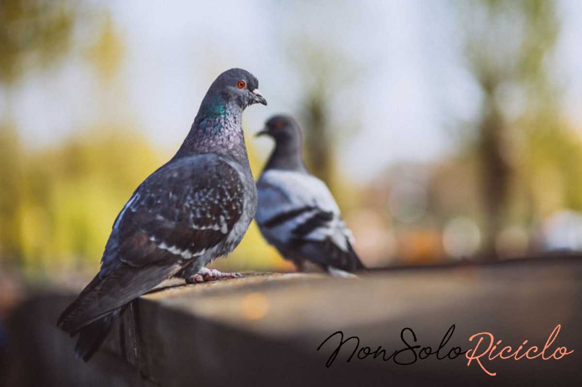 come cacciare i piccioni