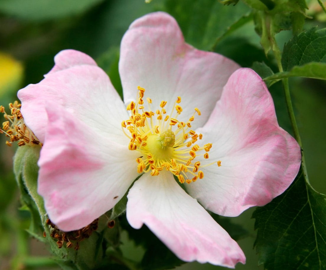 bio boutique la rosa canina 1104