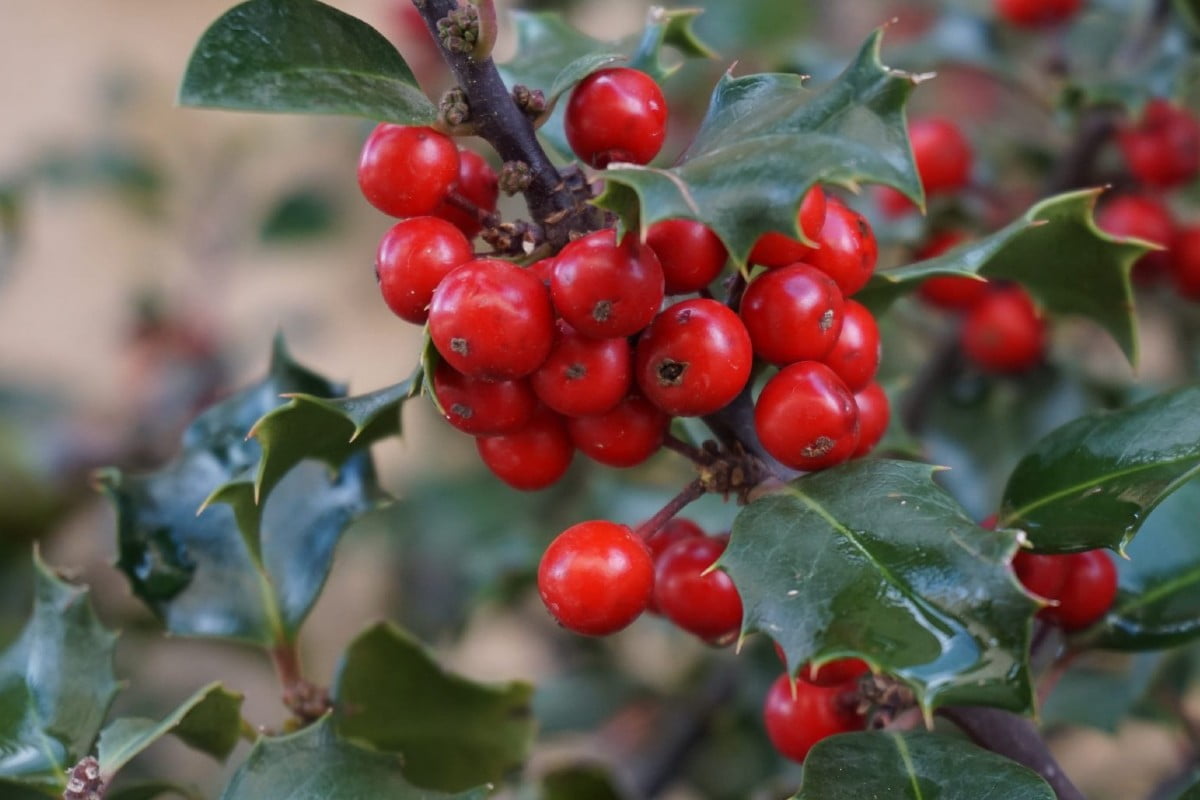 come coltivare lagrifoglio tutto quello aghifoglio