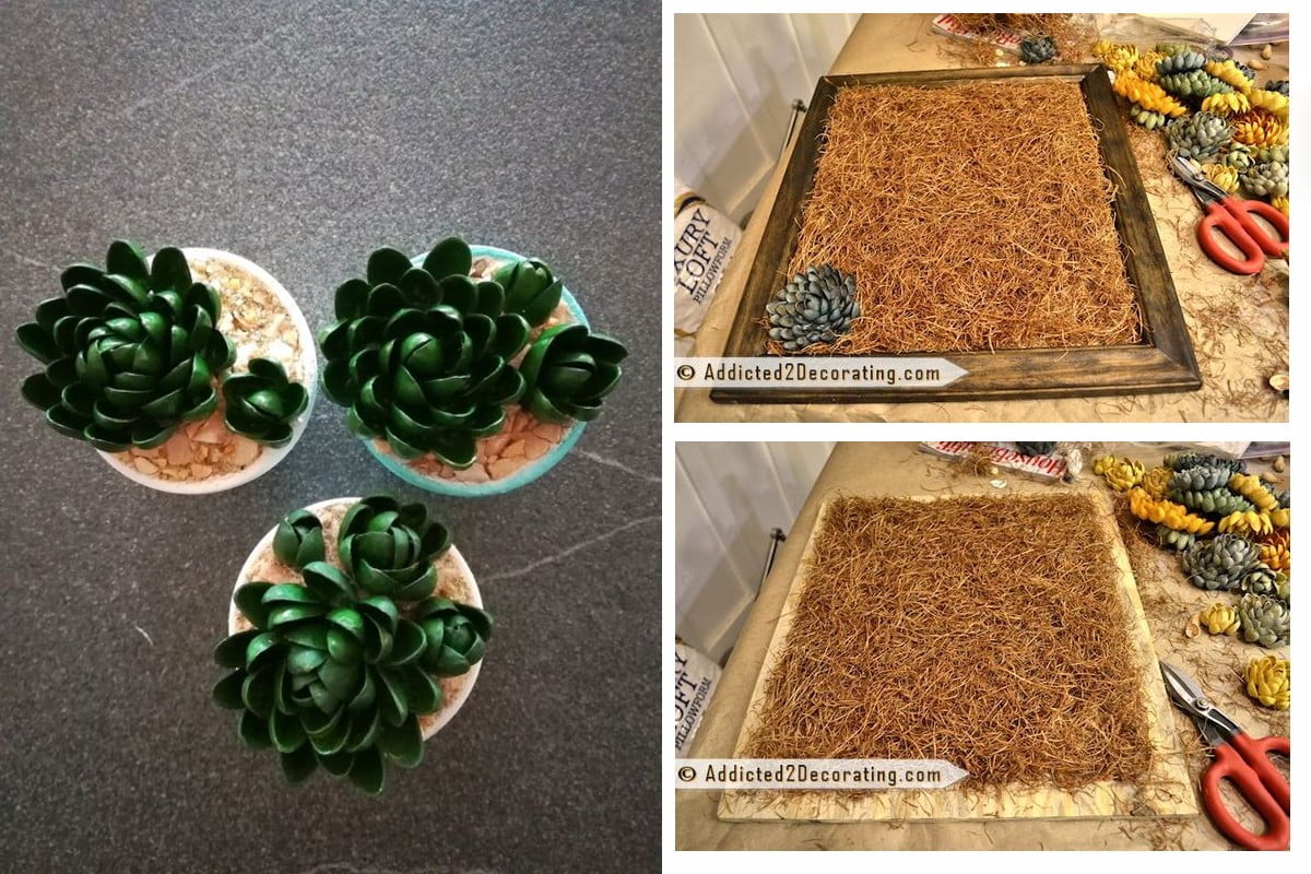 piante grasse decorative come realizzarle piante grasse con gusci di pistacchi