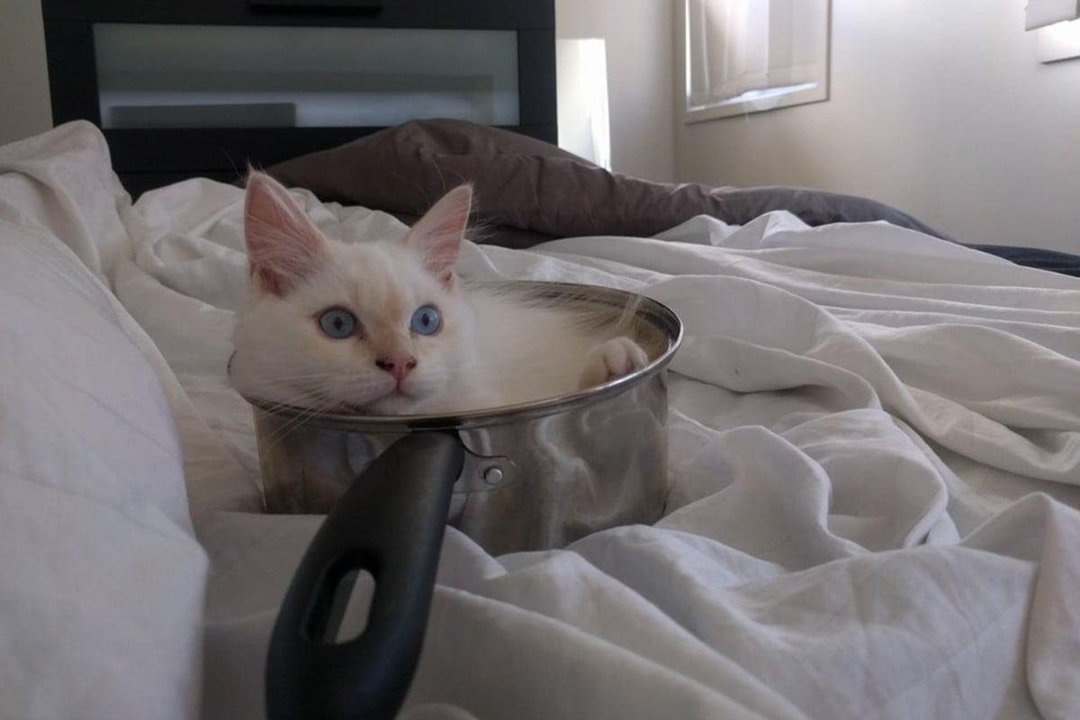 6 gatti che hanno scelto gatti cucce impensabili