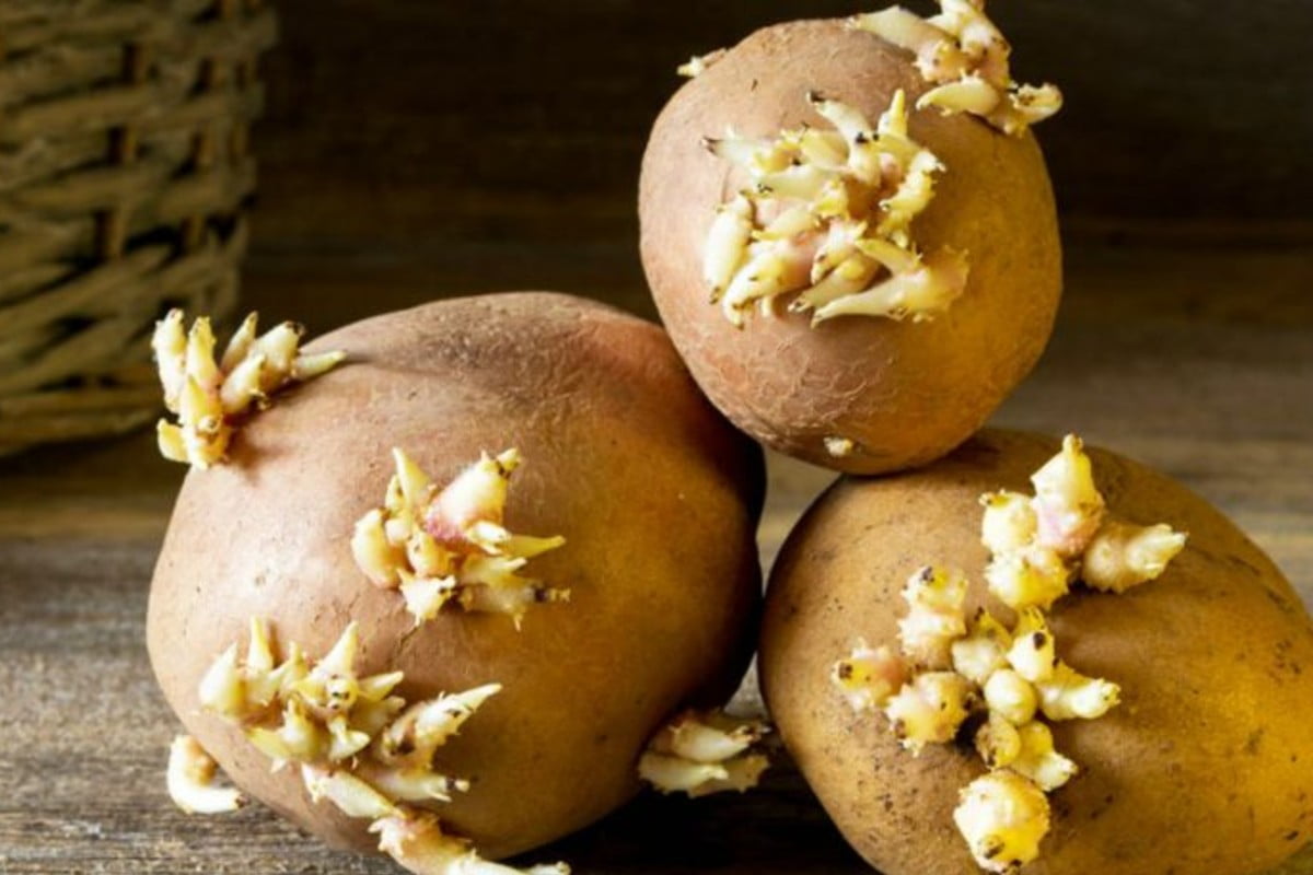 come non far germogliare le come non far germogliare le patate