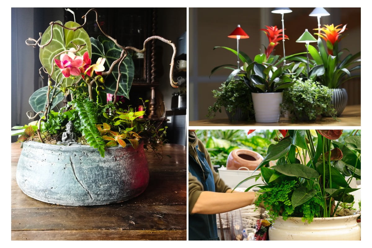 composizione piante da interno come composizioni 2