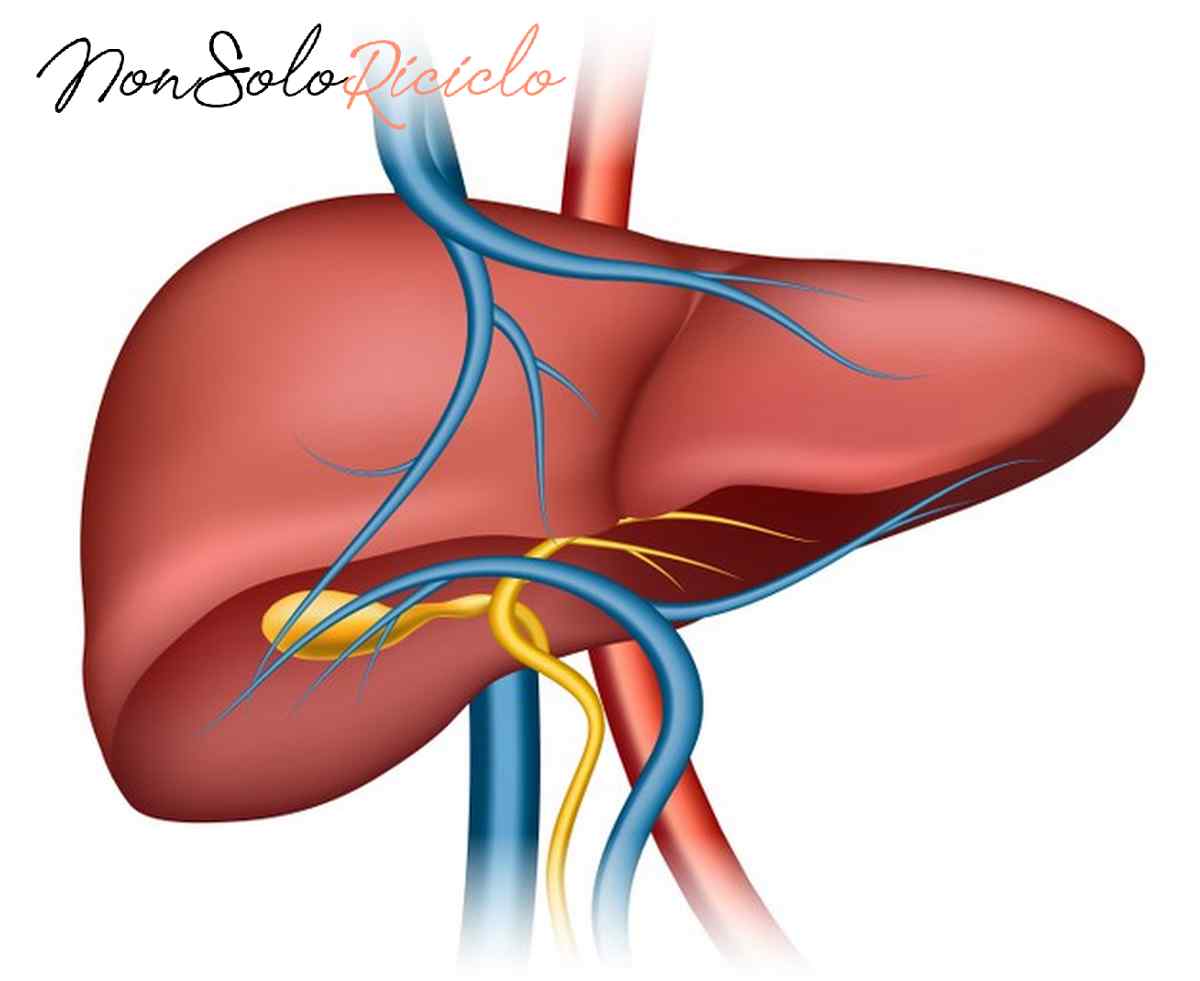 epatite c sintomi cause scatenanti human liver structure organ human medical science health internal 1284 42361