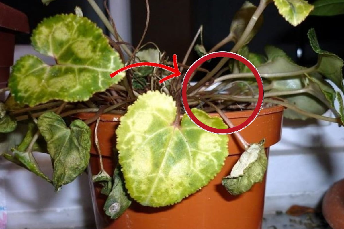 il tuo ciclamino appassito ecco ciclamino appassito