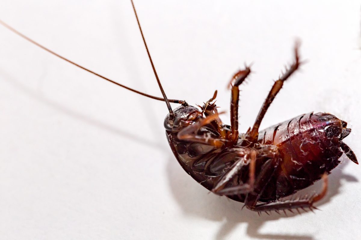 insetticidi naturali scopri come prepararli AdobeStock 174268149