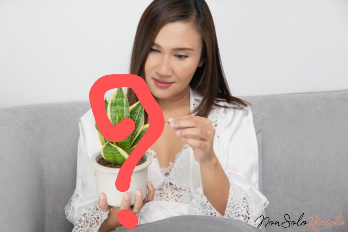 la pianta che mentre arreda la pianta che mentre arreda 12 1536x10242 1