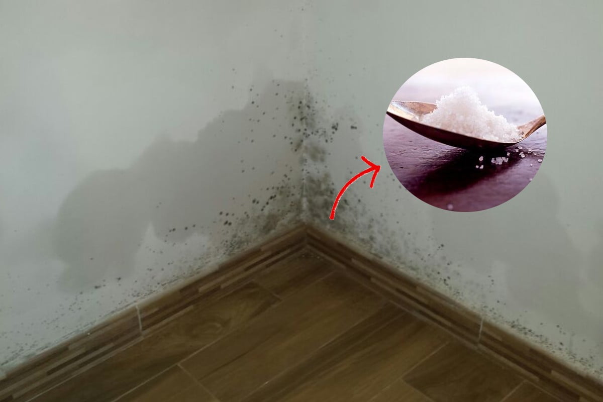 mai piu puzza di muffa puzza di muffa