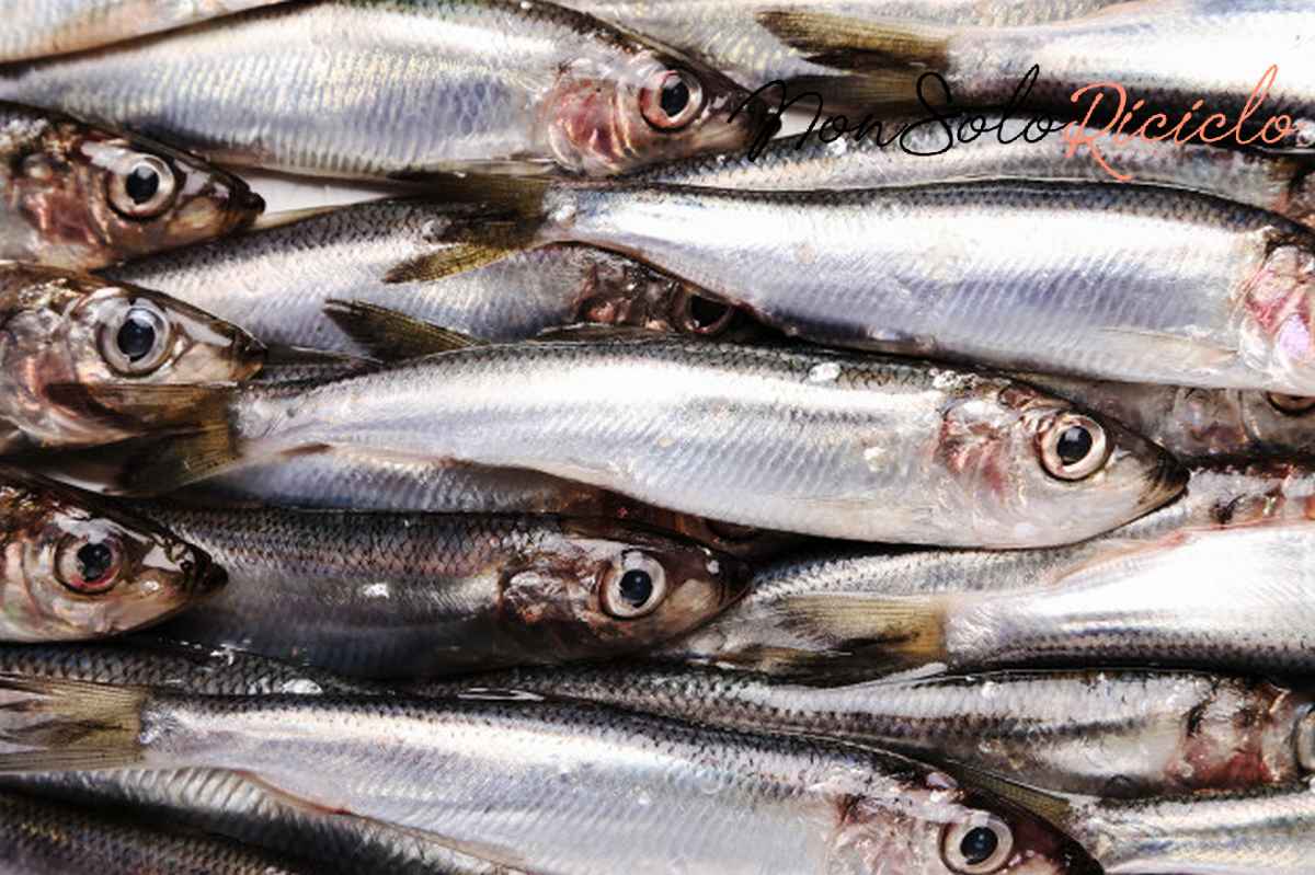 omega 3 proprieta benefici e fresh delicious fish 144627 24497