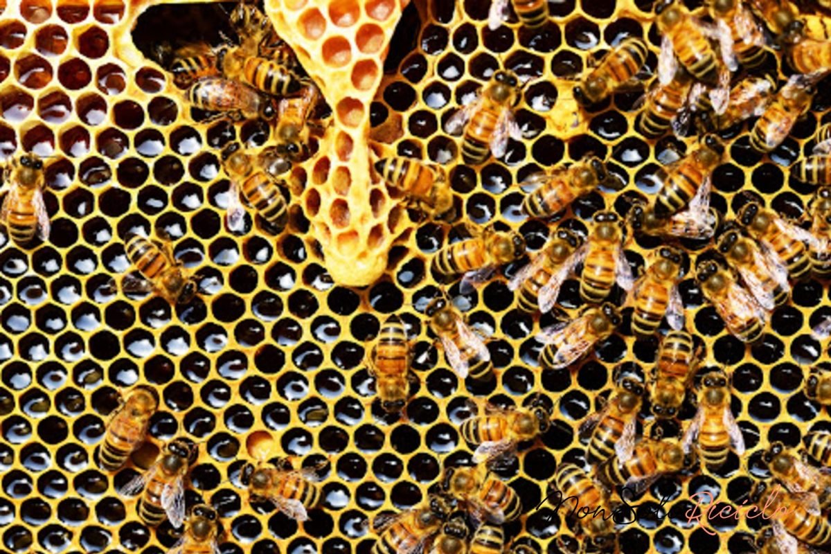 propoli proprieta e benefici del 9