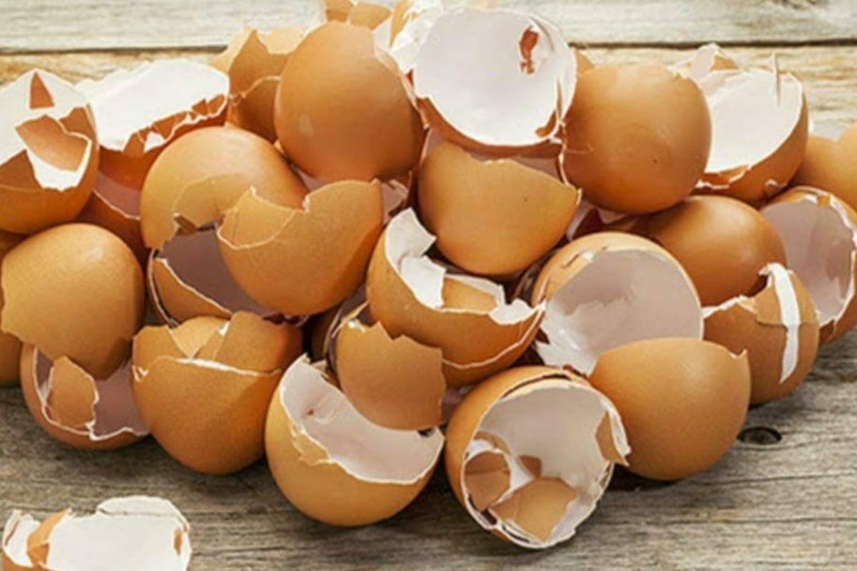 riutilizzare gusci delle uova per gusci delle uova