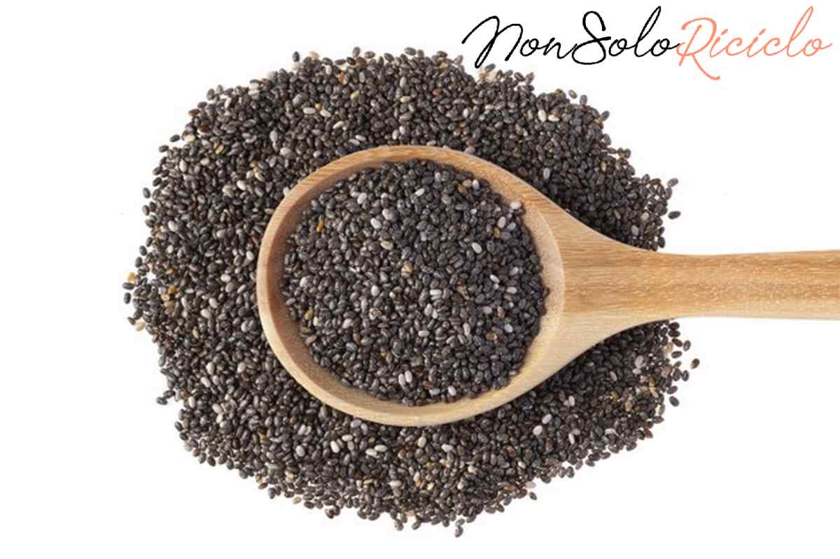 semi di chia proprieta benefici wooden spoon with black chia seeds isolated white background with clipping path top view 38145 1439