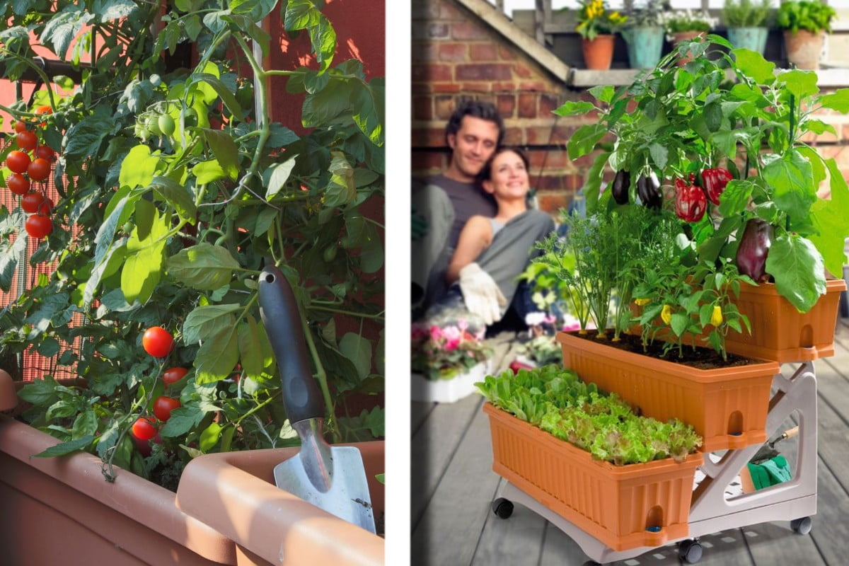 come coltivare lorto sul terrazzo orto sul balcone