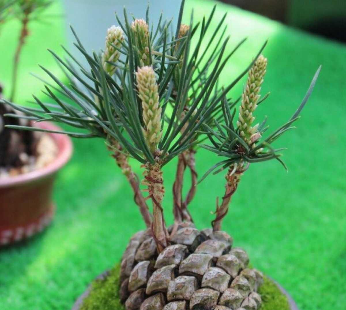 far germogliare un pino in Come far germogliare in casa un pino con una pigna 6 738x1024 2