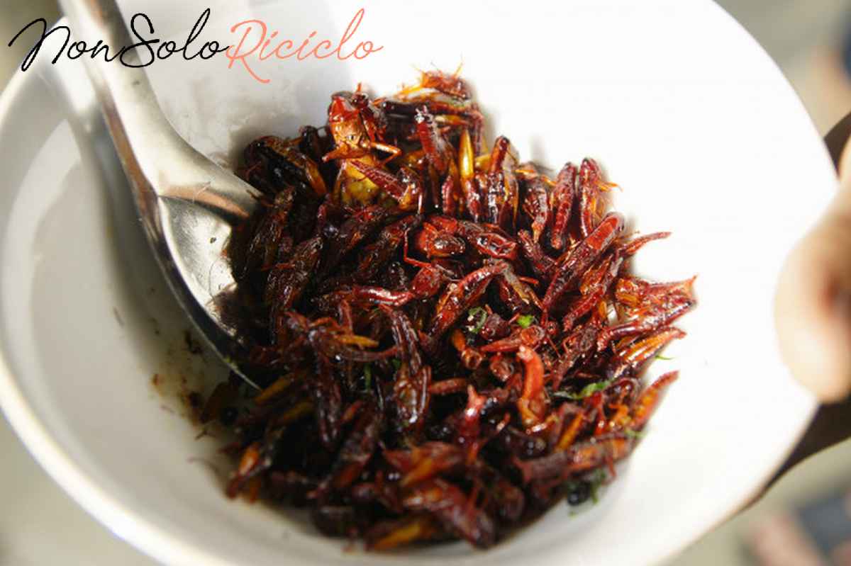 lefsa dice si al consumo plate asian food composed insects fried as grasshoppers 47726 2769