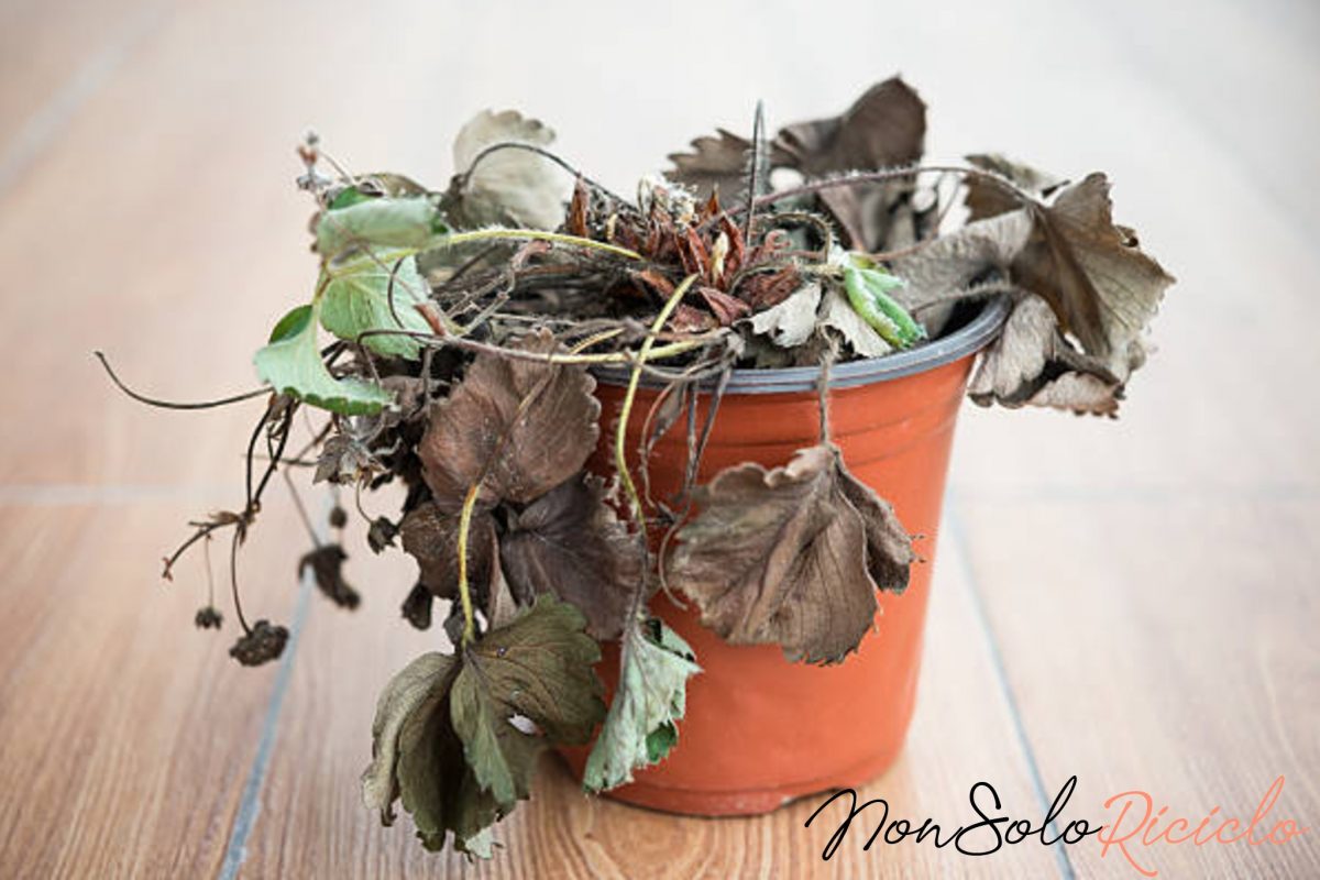 piante sfiorite o appassite rivitalizzatele 2