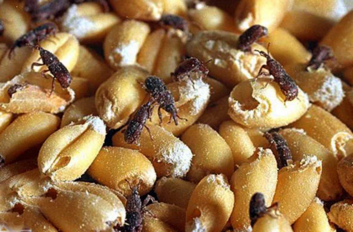 punteruoli del grano come si insetti in magazzino grano