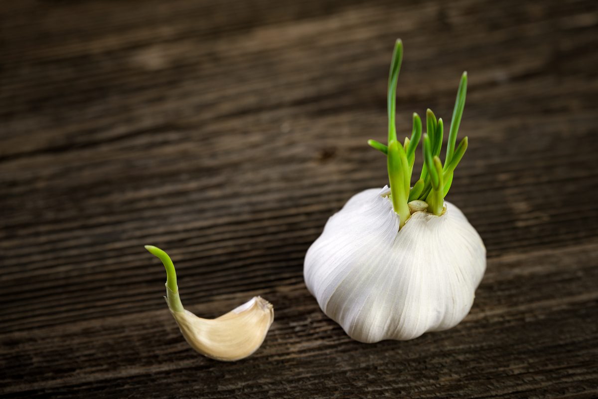 aglio germogliato non gettarlo via AdobeStock 188598458